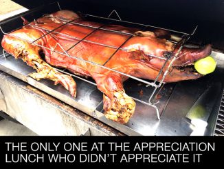 This Whole Pig Was the Only One at the Appreciation Lunch who Didn't Appreciate It.