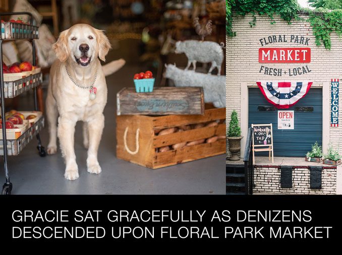 Gracie Sat Gracefully as Denizens Descended Upon Floral Park Market Gracie Sat Gracefully as Denizens Descended Upon Floral Park Market